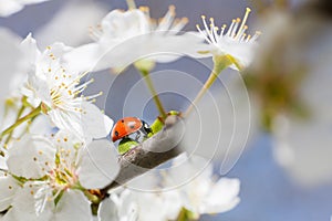 Ladybug on the branches of a blossoming fruit tree. Red Ladybird