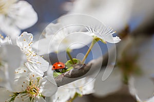 Ladybug on the branches of a blossoming fruit tree. Red Ladybird