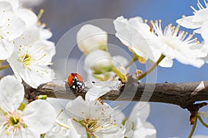 Ladybug on the branches of a blossoming fruit tree. Red Ladybird