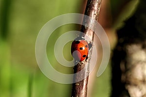 Ladybug , a bright red beetle with black dots moves along a wooden branch with green leaves