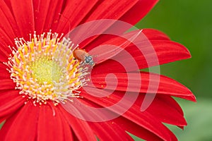 Ladybug on Bright Red Flower