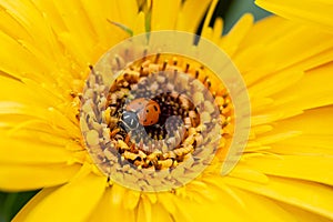 Ladybug on Bright Yellow Flower
