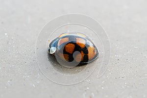 Ladybug on brown background