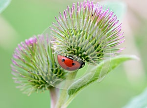 Ladybug on Burdock