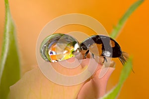 Ladybug and butterfly