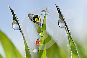 Ladybug and butterfly on blades of grass with dew drops.