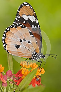 Ladybug and butterfly macro