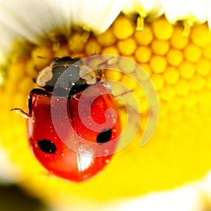 Ladybug on camomile