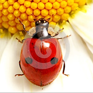 Ladybug on camomile