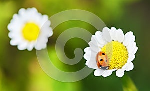 Ladybug on camomile flower