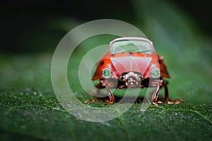 Ladybug car