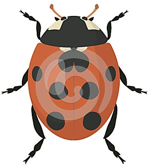 Ladybug in cartoon style.