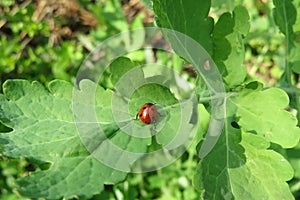 Ladybug on celandine leaf in the garden, europe