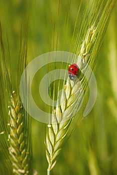 Ladybug in the cereals on the ear of  triticale, green background