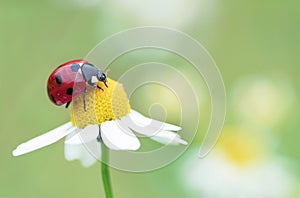 Ladybug on a chamomile flower