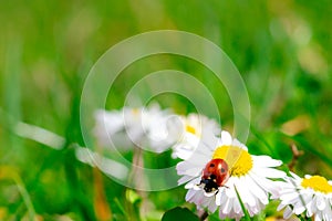 ladybug on chamomile on green grass background close up