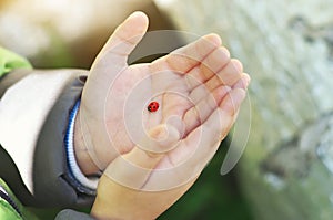 Ladybug on child hand.