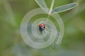 ladybug circulating on leaf