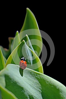 Ladybug climbing on leaves in black background