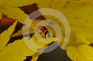 LADYBUG CLIMBING ON A MAPLE TREE