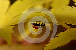 LADYBUG CLIMBING ON A MAPLE TREE