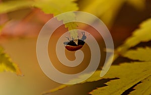 LADYBUG CLIMBING ON A MAPLE TREE