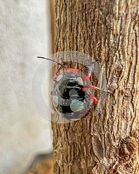 ladybug climbing trees macro photography close up