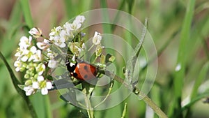 Ladybug climbing on a white flower on a summer day