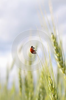 The ladybug climbs up