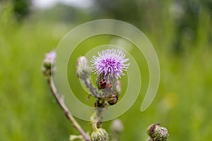 A ladybug clings to a purple thistle flower - lush green field background