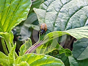 Ladybug close macro view