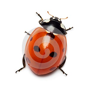 Ladybug photo