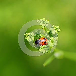 Isolated Ladybug on flower, blurred green background