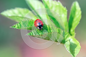 Ladybug closeup on green leaf defocused background