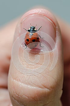 Ladybug closeup on a thumb