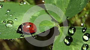 Ladybug on a clover leaf. Ladybug and drops of dew or rain on a clover leaf.