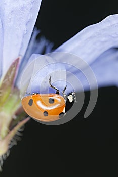 Ladybug, Coccinella septempunctata