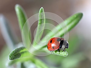 Ladybug Coccinella septempunctata)