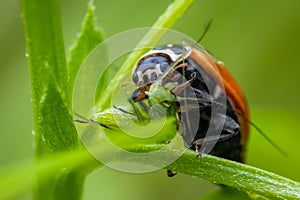 Ladybug Coccinella septempunctata eating its prey, which is an aphid.