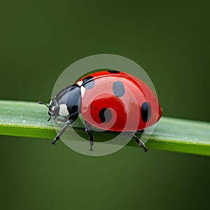 Ladybug (Coccinella septempunctata) on a green leaf. Bright red elytra are adorned photo