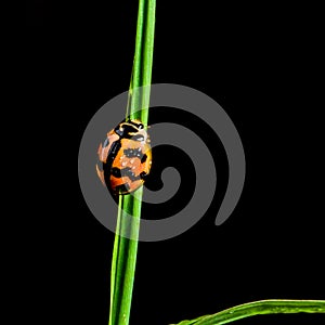 Ladybug Coccinellidae