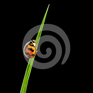 Ladybug Coccinellidae