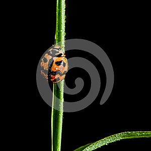 Ladybug Coccinellidae