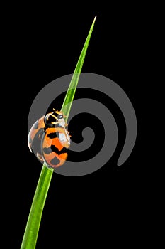 Ladybug Coccinellidae