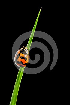 Ladybug Coccinellidae