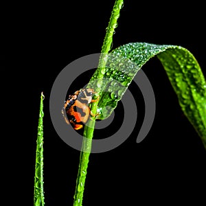 Ladybug Coccinellidae