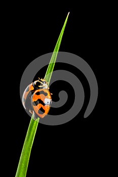 Ladybug Coccinellidae