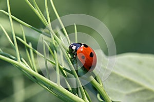 Ladybug Coccinellidae