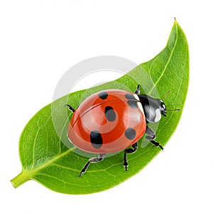 A ladybug, Coccinellidae family, rests on a green leaf. The insect features a vivid red photo
