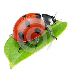 A ladybug, or Coccinellidae, with a glossy red shell featuring black spots, is perched on a photo